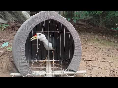 Tiếng Quốc Mồi Trống Kêu Trong Lụp