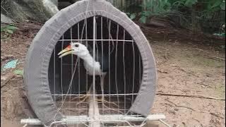 Tiếng quốc mồi trống kêu trong lụp