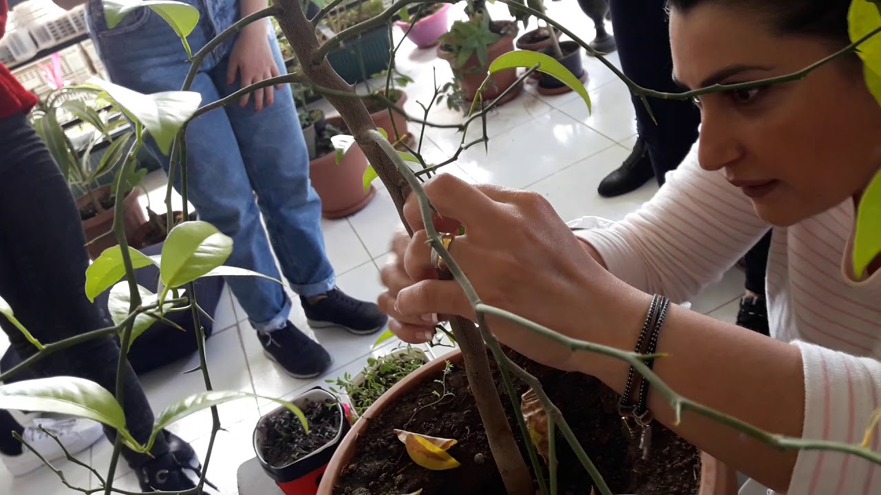 Կիտրոնի պատվաստ 2