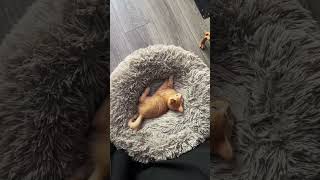 Minion kicks the kitten out of his bed