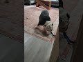Kung fu fighting #bulldog #funny #puppy # kung fu fighting