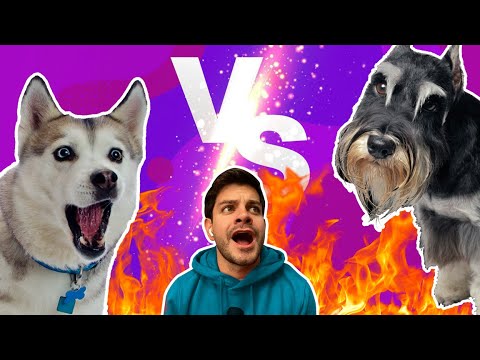 HUSKY VS SCHNAUZER El Show MÁS PERRITO - HUSKY VS SCHNAUZER El Show MÁS PERRITO