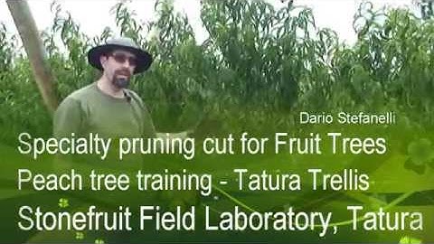 Peach Tree Specialty Pruning Cut Tatura Trellis