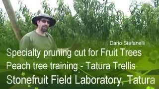 Peach Tree Specialty Pruning Cut Tatura Trellis