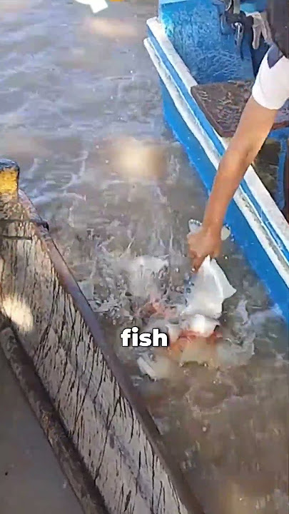 Watch Piranhas Devour a Fish in Seconds!