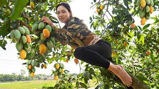 Drop Net Catch Fish - Harvesting Mango & Corn Goes to the Market Sell - Cooking - Free New Life