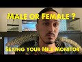 Sexing your Nile Monitor ( Male or Female? )