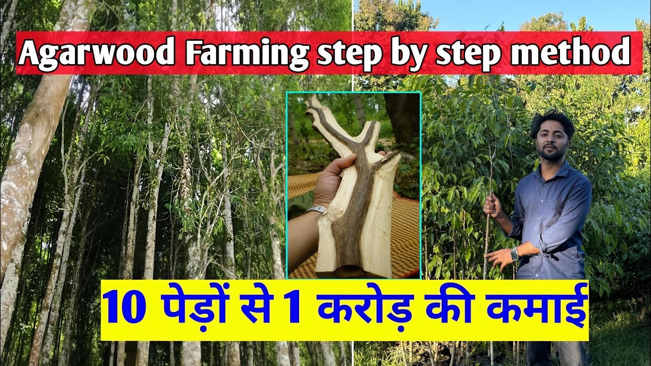 🌳 Agarwood Farming: Ultimate Profit Guide & Healthy 3-7ft Plants for Sale | All India Delivery 
