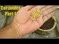 How to Grow Coriander in Pot | Part-1