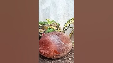 The easy way to remove coconut shell, fresh coconut Cutting skills #coconutcutting #fruit #coconut