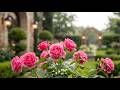 Soft Rain in a Peaceful Rose Garden 🌧️🍃 Calm Rain Sounds | Relaxing Ambience