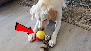 LABRADOR VS. THE WEASEL BALL!! by Life with Labrador Lucy 21,713 views 1 year ago 6 minutes, 43 seconds