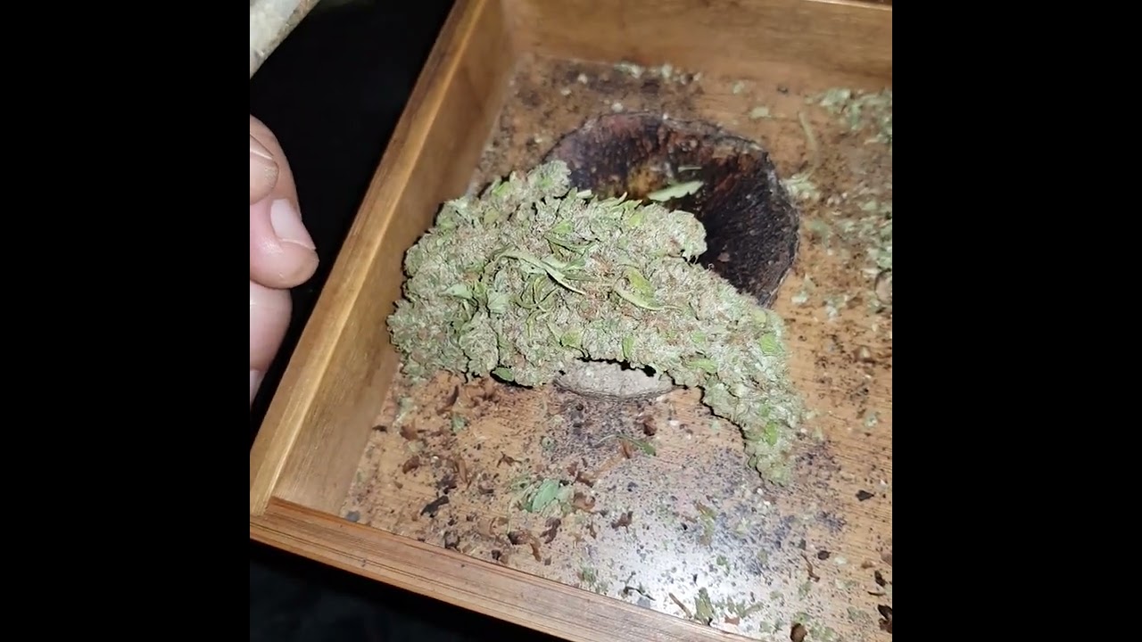 30 seconds Sour Diesel auto Dinafem review weed strain