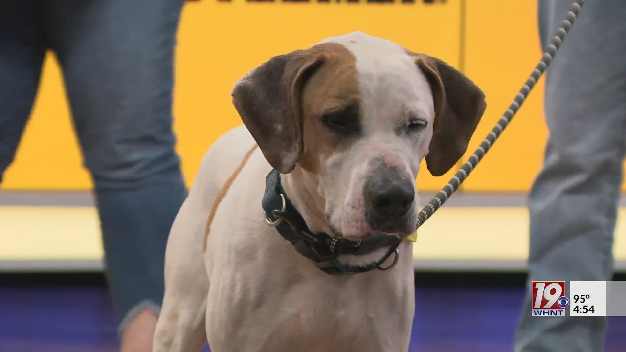 Adoptable Pets: Hubble | July 5, 2025 | News 19 at 4:30 p.m.