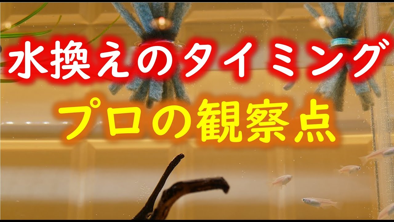 飼育が上手くいく 水換えのタイミングの話 Youtube