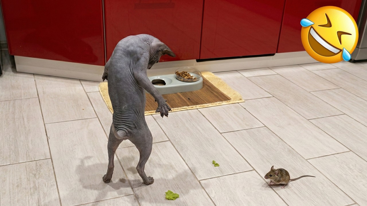 Best Funny Cats Videos 🐱 | Try Not To Laugh Challenge