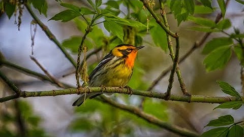The Best Guide For Warbler Identification In The Field