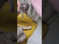 У кошки Хлои единственный котенок мальчик #котята