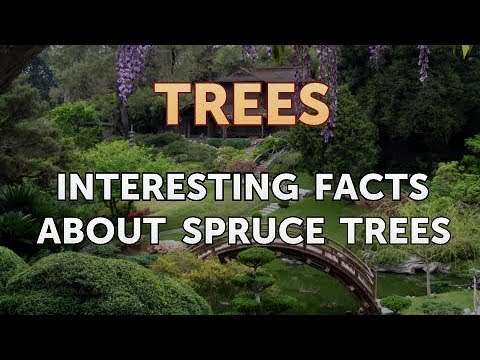 Interesting Facts About Spruce Trees