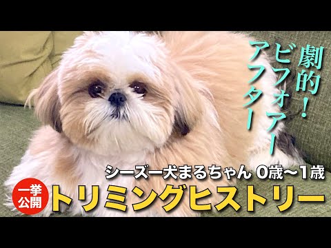 【シーズー】劇的！ビフォアーアフター　シーズー犬まるちゃんのトリミングヒストリー、0歳〜1歳まで一挙公開♪【152】