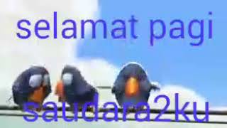 Selamat    pagi  saudara  2  ku😅