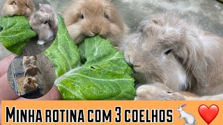 Minha rotina com meus 3 coelhos 😍❤️mostrei tudo e como cuido deles🥰 Minha rotina com meus 3 coelhos 😍❤️mostrei tudo e como cuido deles🥰