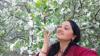 Sangla Valley में 2024 ki Apple flowering complete