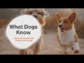 What dogs know