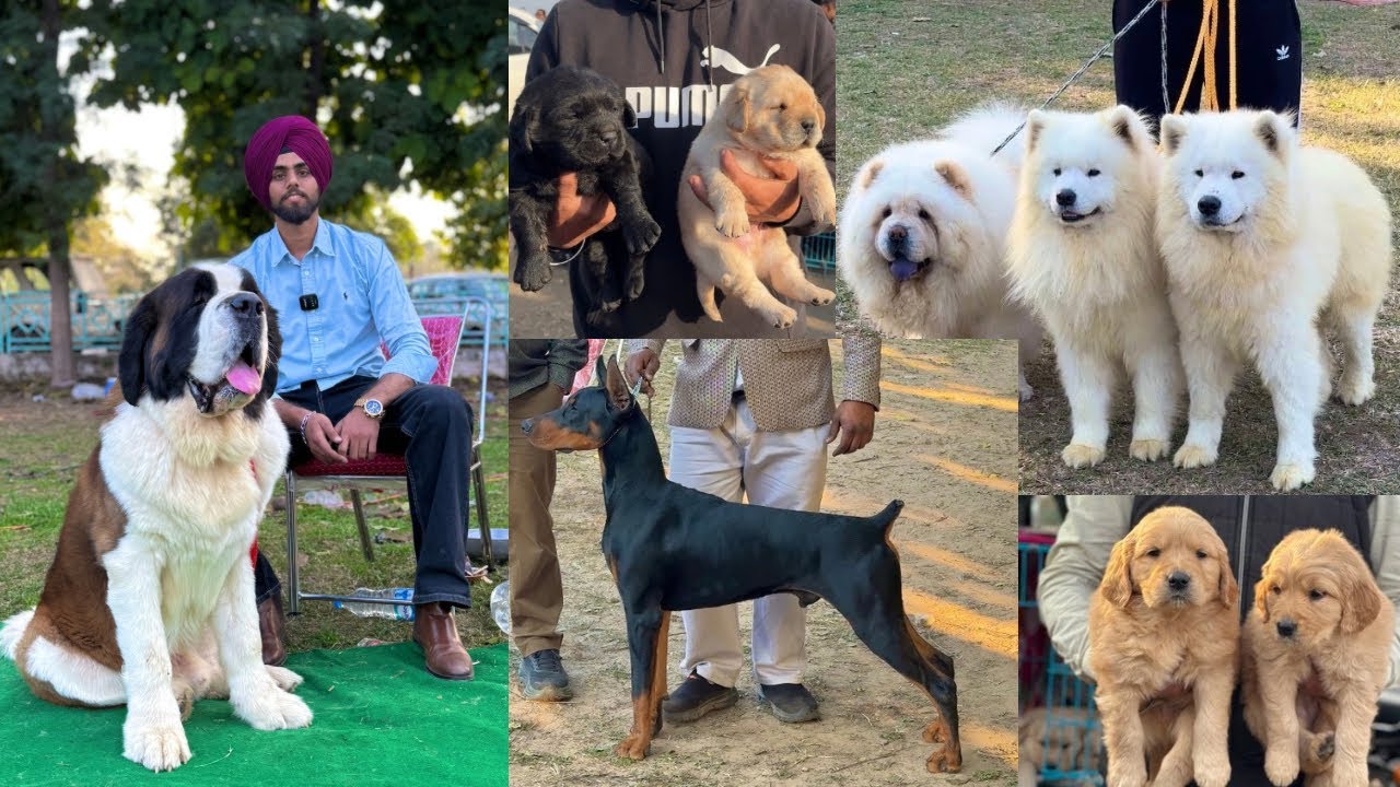 Panchkula Dog Show 2026 💥 Best Dog Show In India ❤️ Dhanoa kennel 