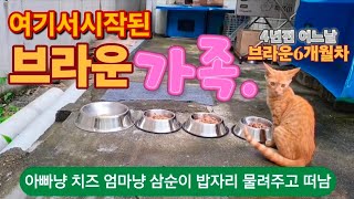 브라운 이야기 그시작