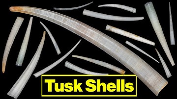 Tusk Shells (Scaphopods): Parts of a Shell