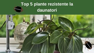 Top 5 Plante Rezistente La Dăunători 2025