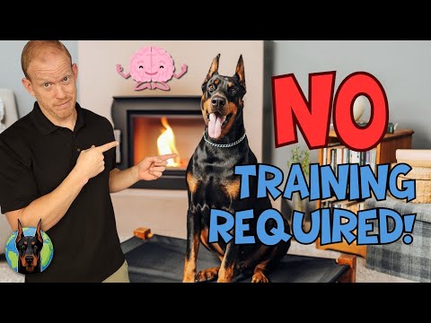 5 Innovative Ways to Calm & Focus Your Doberman