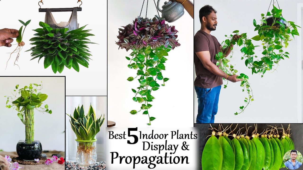 5 Best Living room Makeover with Indoor Plants | Indoor House Plants Display Ideas//GREEN PLANTS