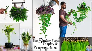 5 Best Living room Makeover with Indoor Plants | Indoor House Plants Display Ideas//GREEN PLANTS by Green plants 62,938 views 6 months ago 7 minutes, 32 seconds