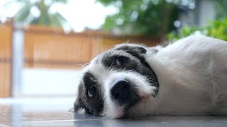 Cozy Up with a Cute Dog and the Sounds of a Rainy Storm