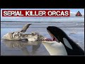 Serial Killer Whales Have Been Murdering Great White Sharks & Eating Their Livers @TheCosmosNews