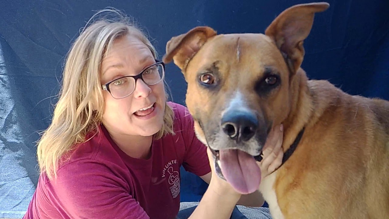 adoptables amino A5297497 Hugh | German Shepherd/Boxer