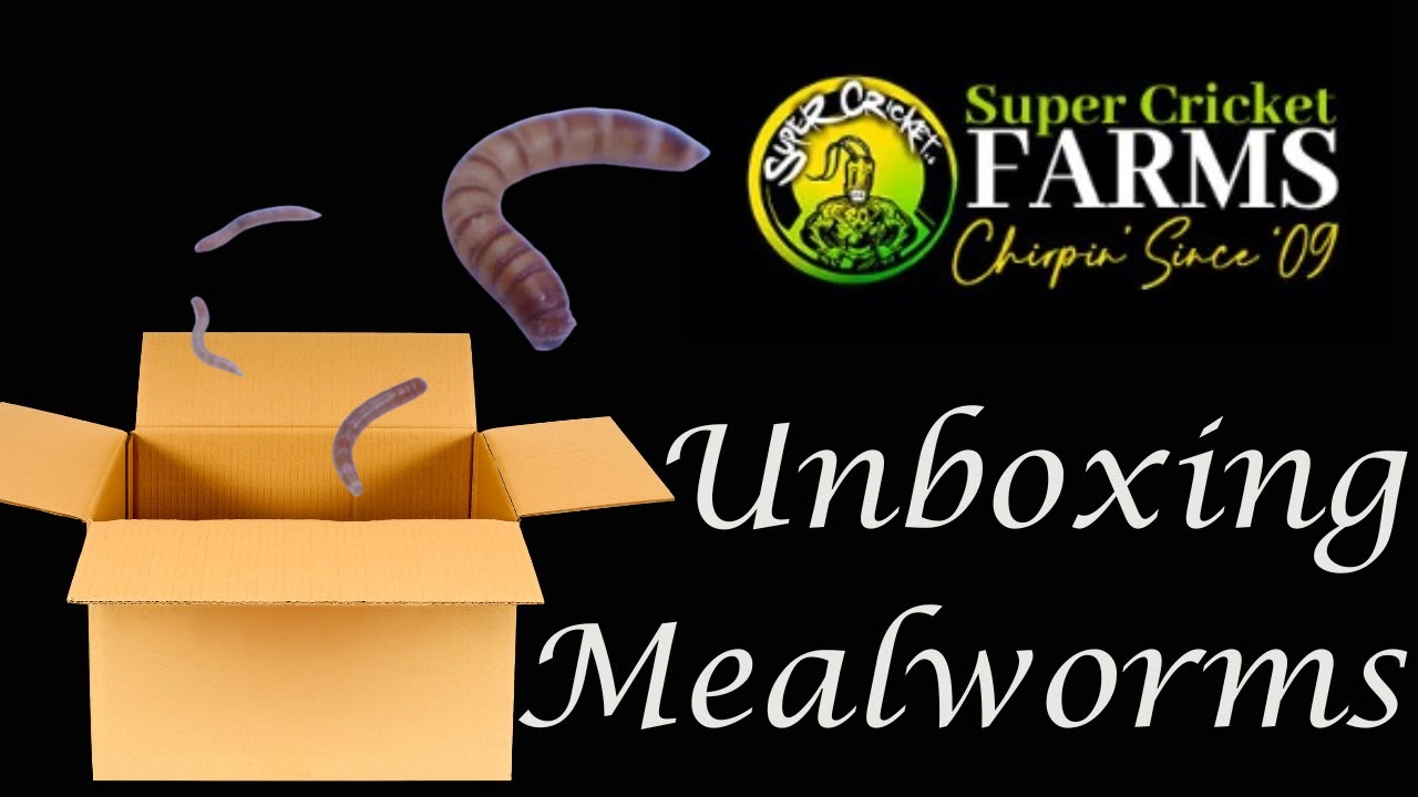 Unboxing Live Bugs for the First Time! Super Cricket Farms YouTube