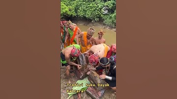 Ada yang pernah coba Tambiluk? Ulat kayu salah satu makanan yang di gemari suku Dayak Bulusu Kaltara