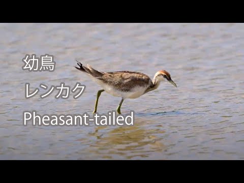 【幼鳥】レンカク Pheasant-tailed