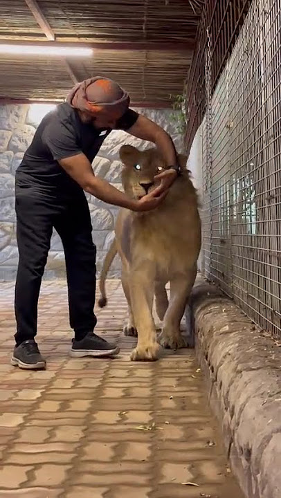 What is this lion?