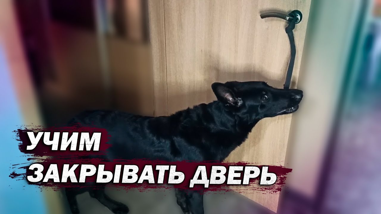 Собака царапает машину Собака царапает машину