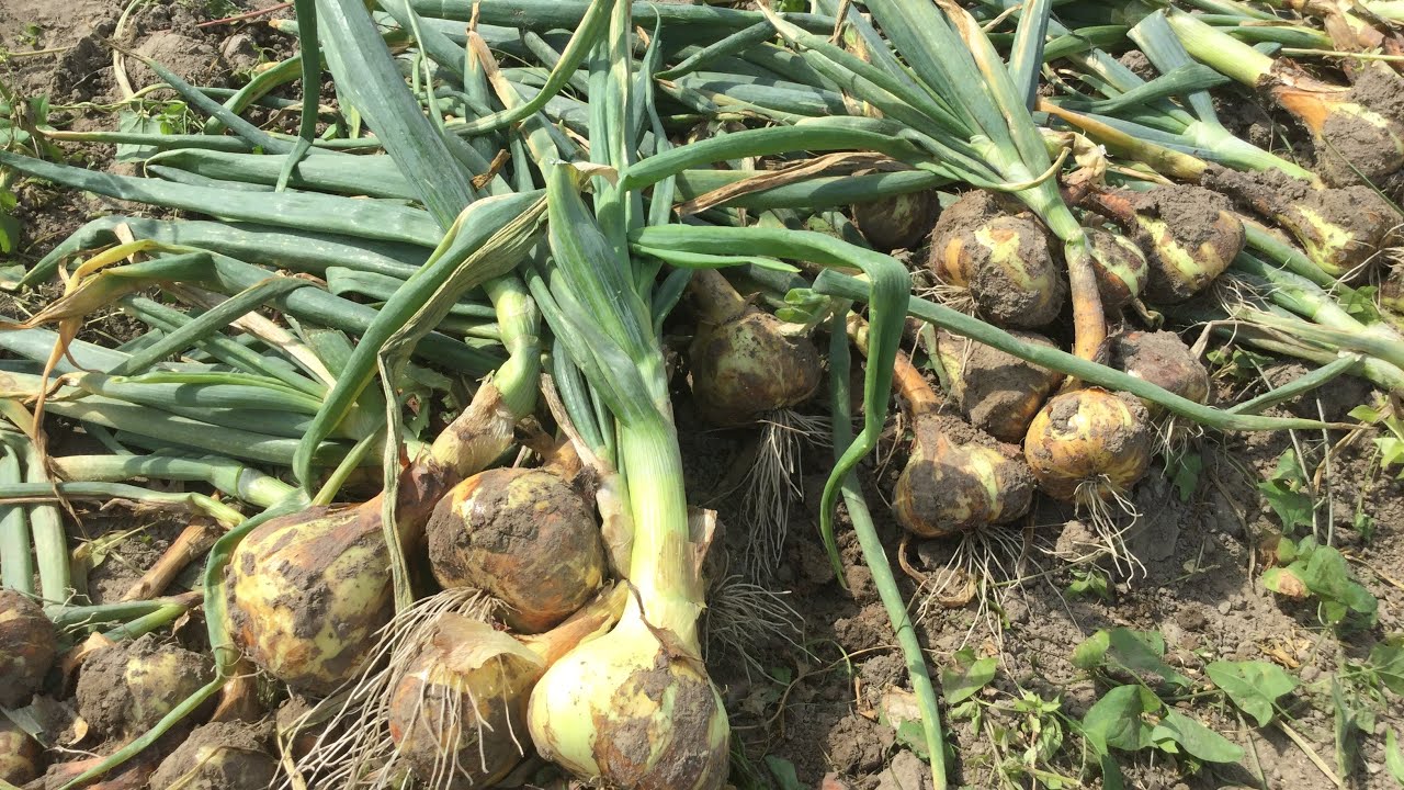 Оптимальний час для початку копання цибулі: коли розпочати роботи