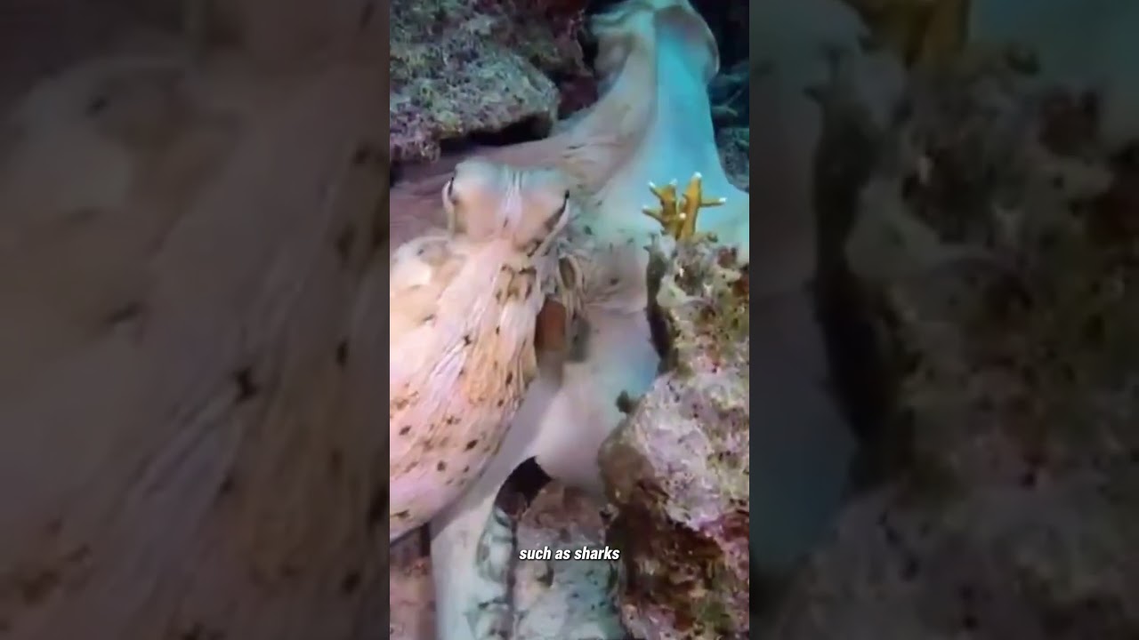 Octopus Unveiled: Secrets of the Deep part 3 #education #nature #wildlifeconservation #octopus