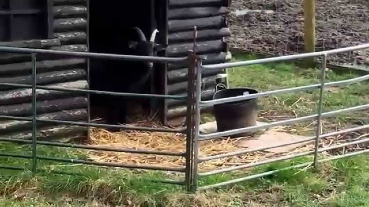 The Swearing Goat YouTube