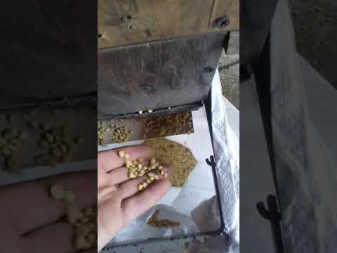 Віємо сою ....