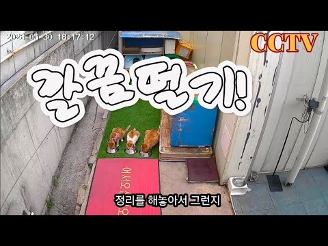 깔끔 대마왕