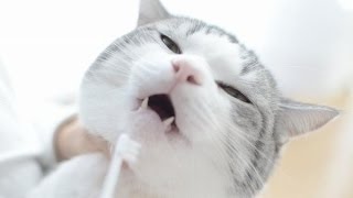 キャティーマンの猫ちゃんホワイデント 歯磨き効果のあるオヤツ餌を茶トラ猫の茶々とマロンに与えてみた