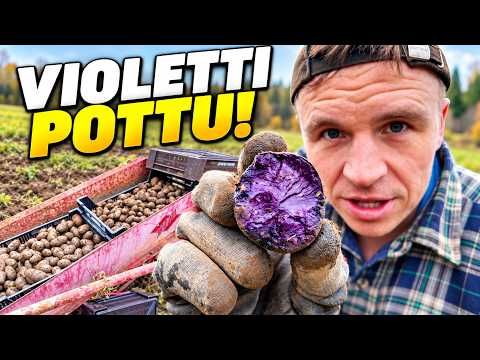 Harvesting the Last Potatoes – This Time They're Purple!